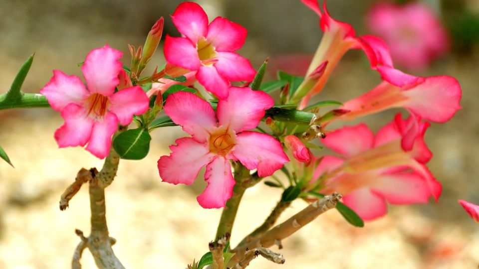 Adenium obesum 2 sfaturi utile