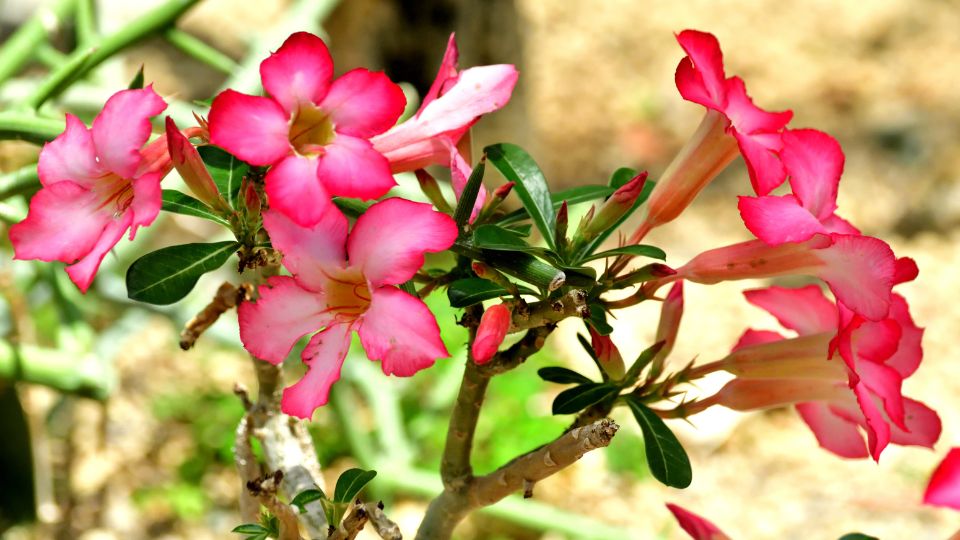 Adenium obesum 3 sfaturi utile