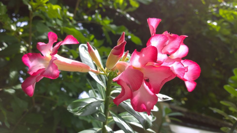 Adenium obesum 4 sfaturi utile