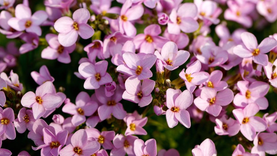 Aubrieta 1 sfaturi utile