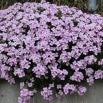 Aubrieta sfaturi utile
