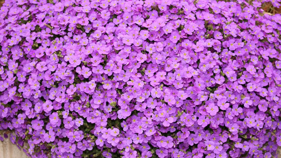 Aubrieta 2 sfaturi utile
