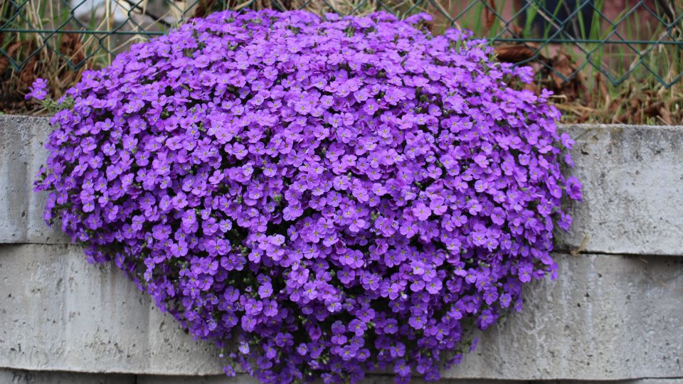 Aubrieta 3 sfaturi utile