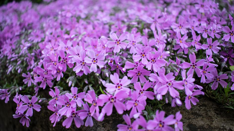 Aubrieta 4 sfaturi utile