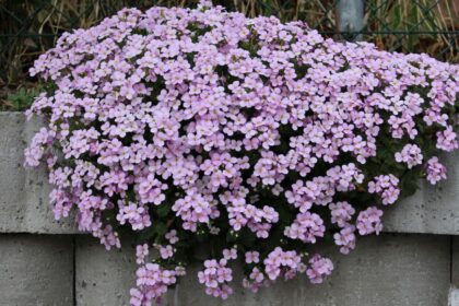 Aubrieta sfaturi utile