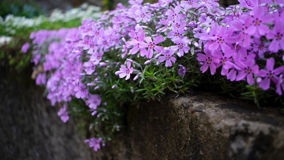 Aubrieta 5 sfaturi utile