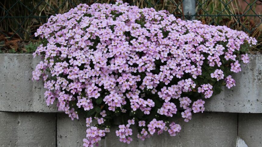 Aubrieta sfaturi utile