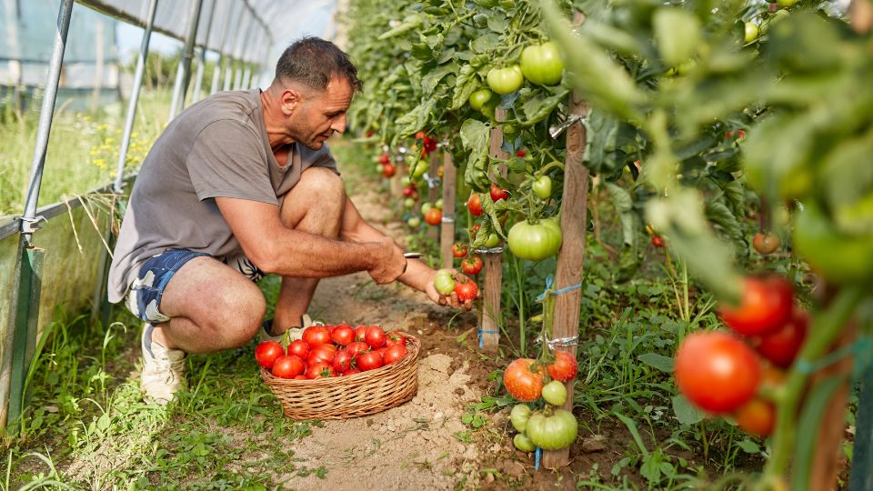 Cand ar trebui sa culegi rosii 1 sfaturi utile