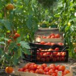 Cand ar trebui sa culegi rosii 3 sfaturi utile
