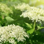 Cand infloreste socul sfaturi utile