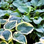 Comportamentul social al plantelor sfaturi utile