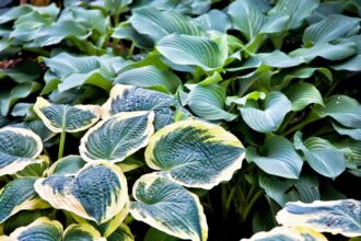 Comportamentul social al plantelor sfaturi utile