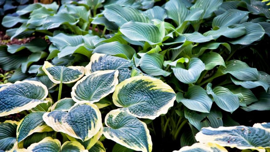 Comportamentul social al plantelor sfaturi utile