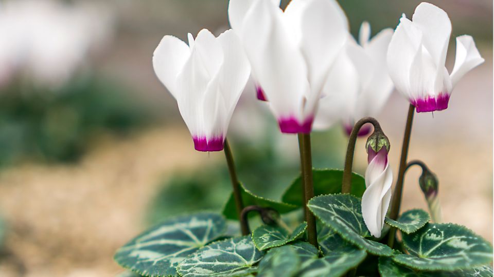 Cyclamen Cyclamen 1 sfaturi utile