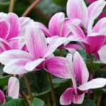 Cyclamen Cyclamen sfaturi utile