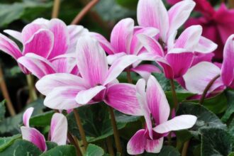 Cyclamen Cyclamen sfaturi utile