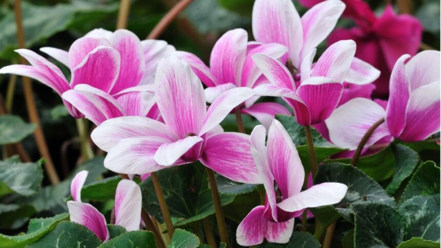 Cyclamen Cyclamen sfaturi utile