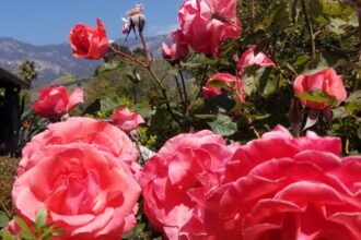 De ce nu infloresc trandafirii mei Solutii posibile sfaturi utile