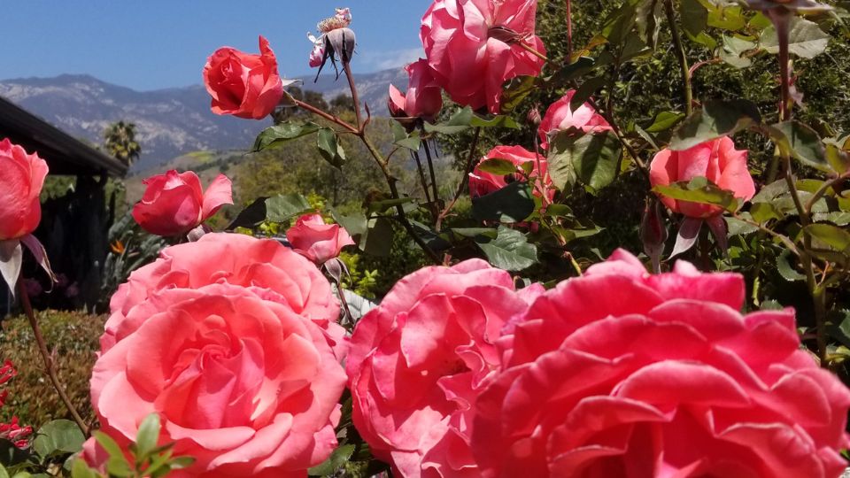 De ce nu infloresc trandafirii mei Solutii posibile sfaturi utile