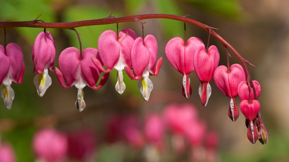 Dicentra spectabilis sfaturi utile
