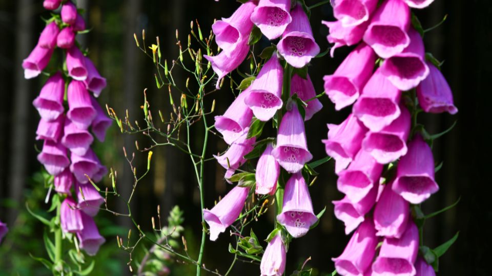 Digitalis ferruginea sfaturi utile