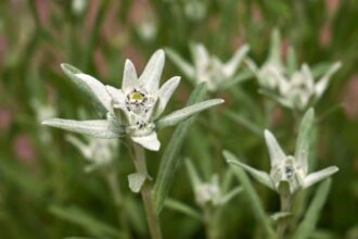 Floare de colt Leontopodium alpinum sfaturi utile