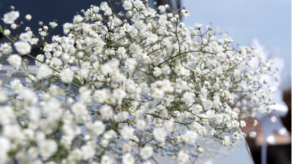 Floarea miresei Gypsophila 1 sfaturi utile