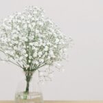 Floarea miresei Gypsophila sfaturi utile
