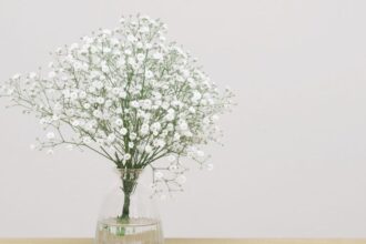 Floarea miresei Gypsophila sfaturi utile