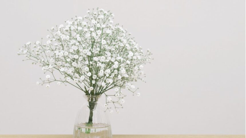 Floarea miresei Gypsophila sfaturi utile