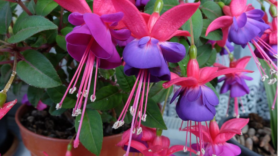 Fuchsia Fuchsia 1 sfaturi utile