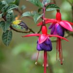 Fuchsia Fuchsia sfaturi utile