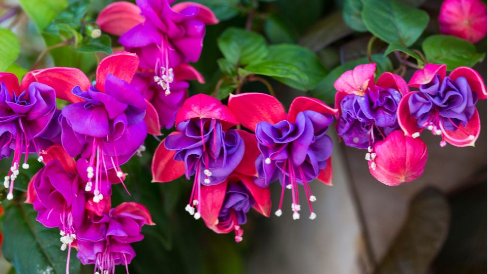 Fuchsia Fuchsia 2 sfaturi utile