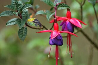 Fuchsia Fuchsia sfaturi utile
