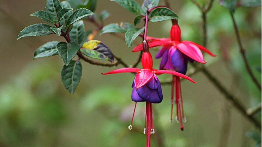Fuchsia Fuchsia sfaturi utile