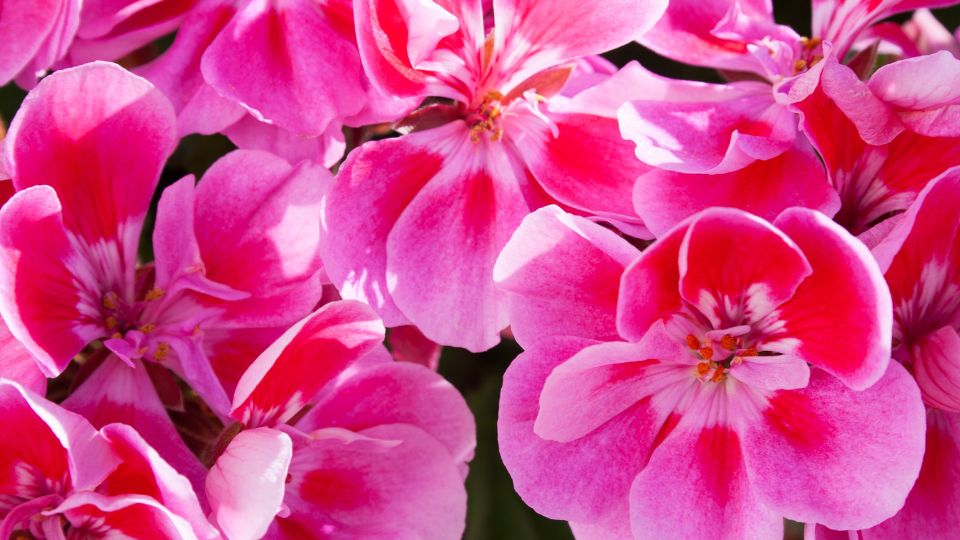 Geranium sfaturi utile