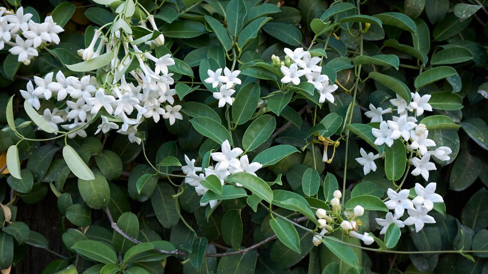 Stephanotis Floribunda 1 sfaturi utile