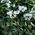 Stephanotis Floribunda sfaturi utile