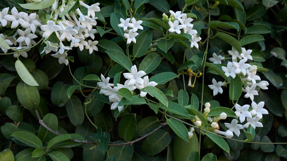 Stephanotis Floribunda 2 sfaturi utile