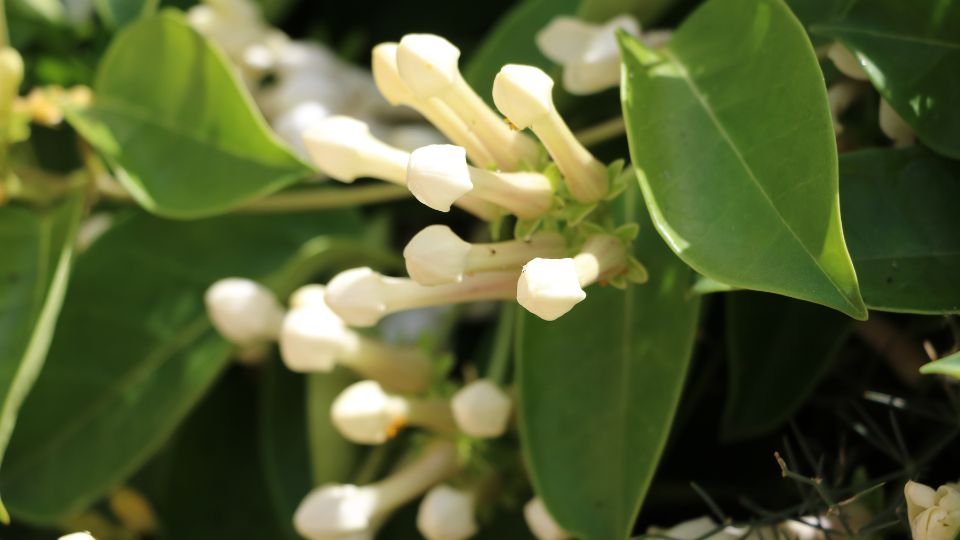 Stephanotis Floribunda 3 sfaturi utile