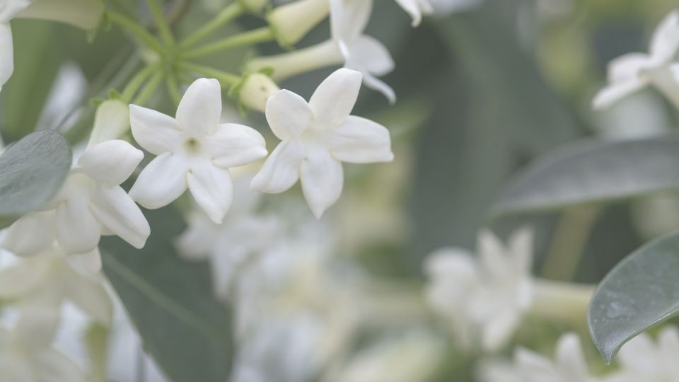Stephanotis Floribunda 4 sfaturi utile