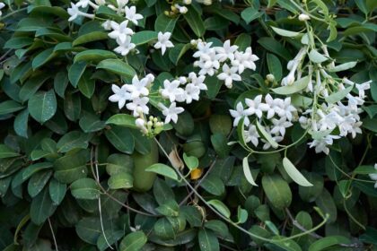 Stephanotis Floribunda sfaturi utile
