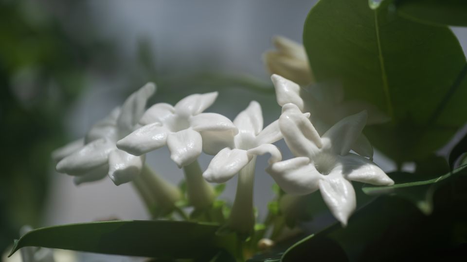 Stephanotis Floribunda 5 sfaturi utile