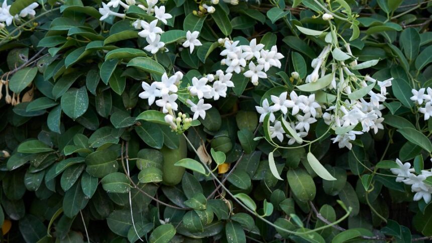 Stephanotis Floribunda sfaturi utile